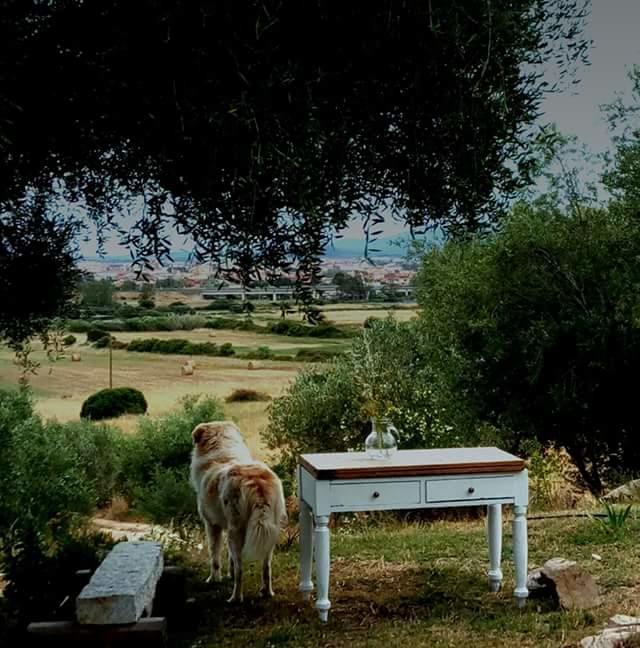 Nacchinono Panzió Olbia Kültér fotó